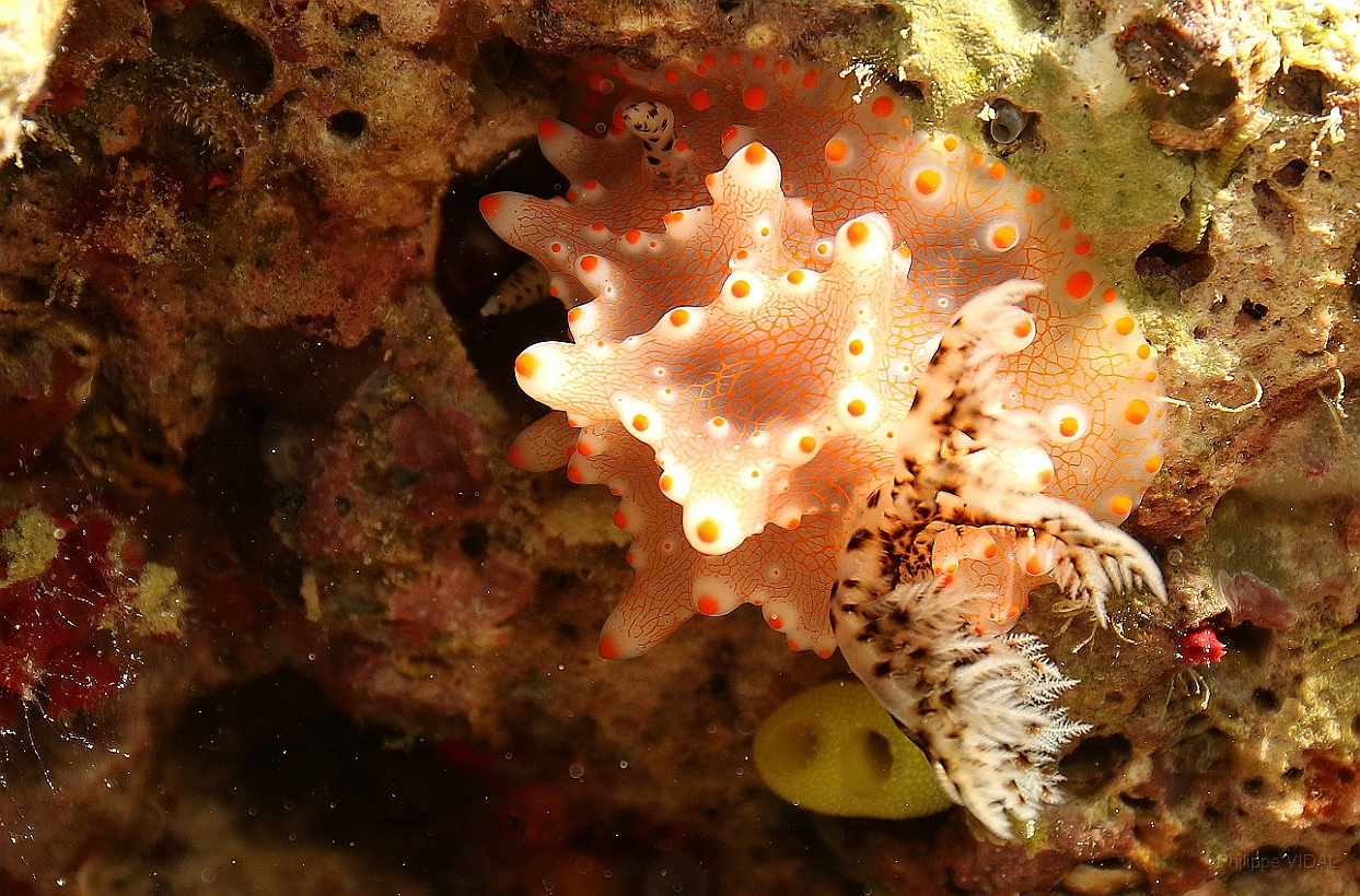 Sipadan_2015_Nudibranche_Halgerda batangas_IMG_2894_rc.jpg